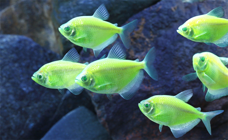 Fish.jpg