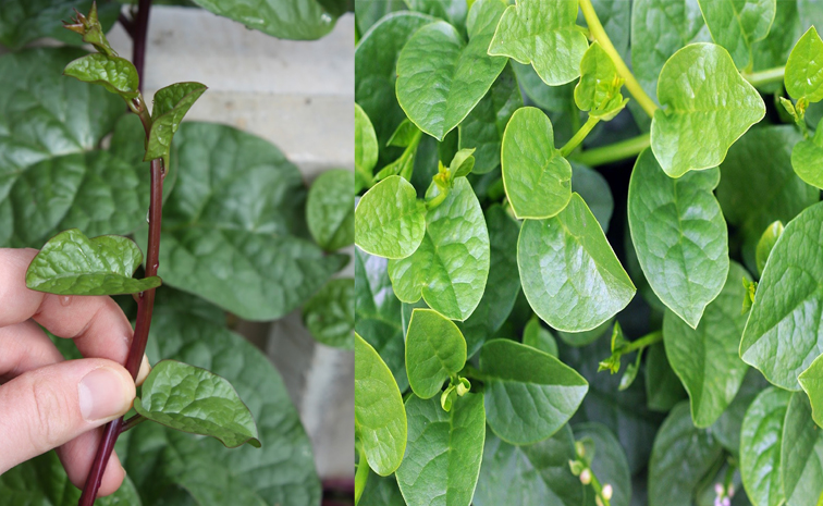 Malabar_20spinach.jpg