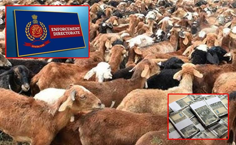 Sheep-Scam.jpg