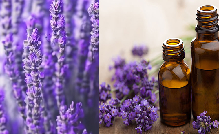 lavender_oil_20benefits.jpg
