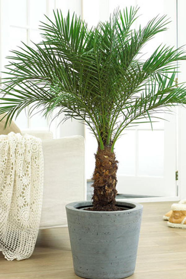 1.Dwarf-Date-Palm.jpg 2