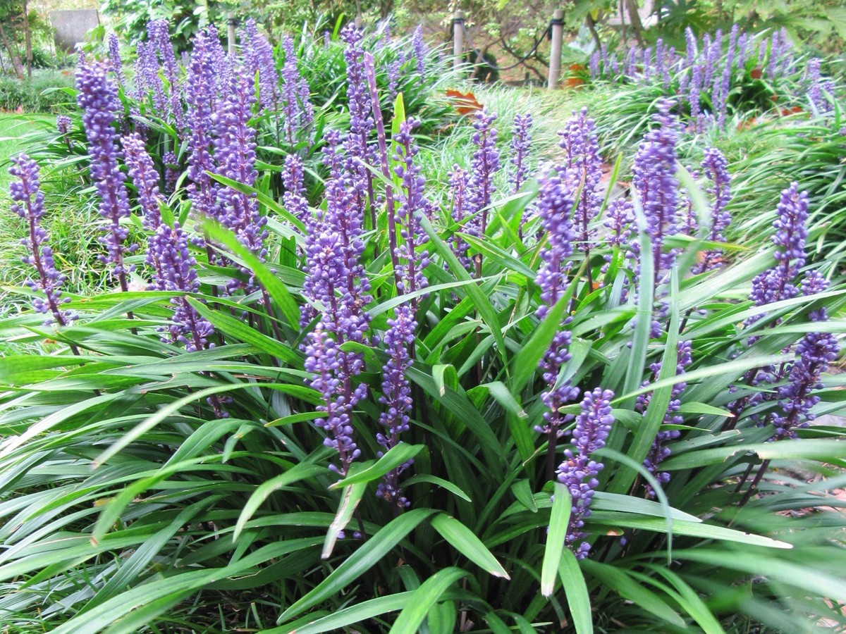 10.Lilyturf.jpg 11
