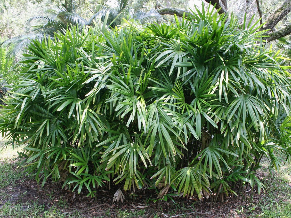 11.Broadleaf-Lady-Palm.jpg 12