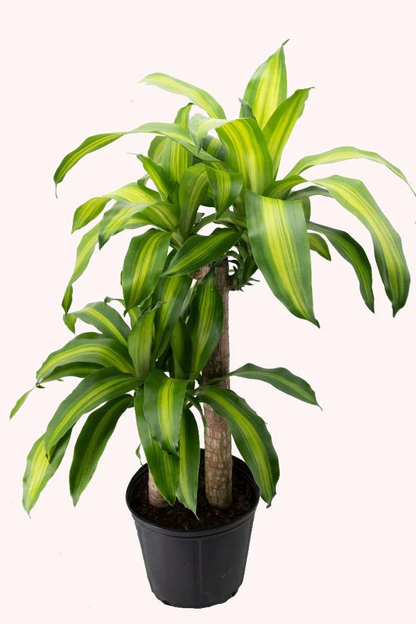 13.Cornstalk-Dracena.jpg 14