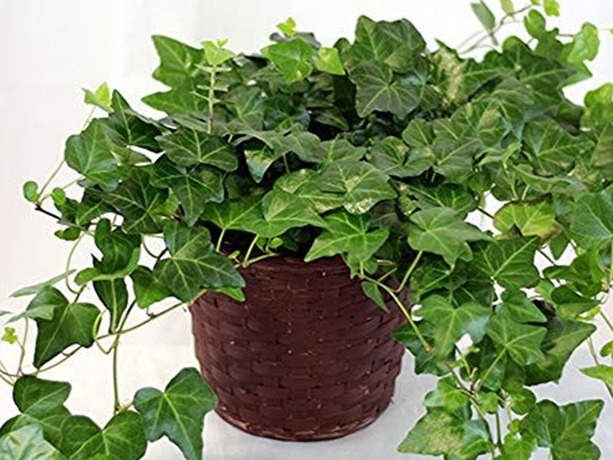 14.English-Ivy.jpg 15
