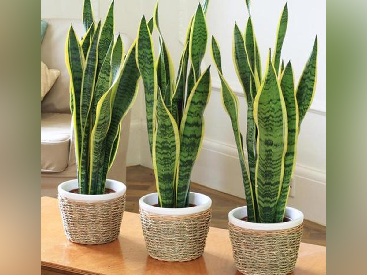 15.Varigated-Snake-Plant.jpg 16