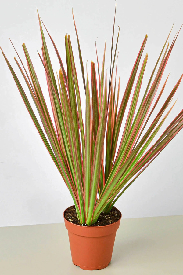 16.Red-Edged-Dracaena.jpg 17