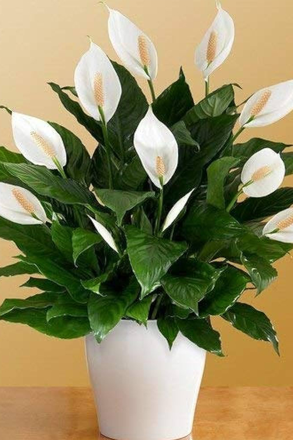 17.Peace-Lily.jpg 18