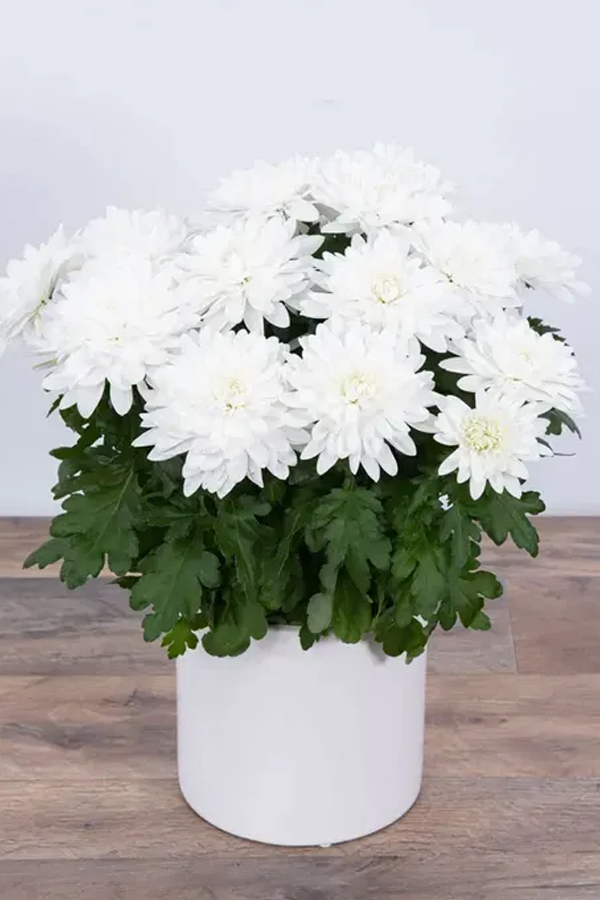 18.Florist_26_23039_3Bs-Chrysanthemum.jpg 19