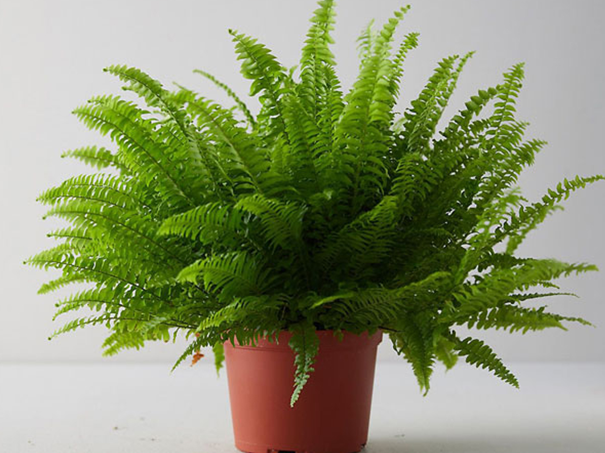 2.Boston-Fern.jpg 3