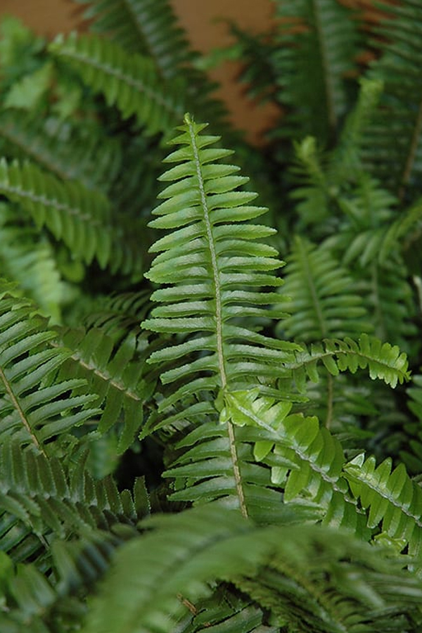 3.Kimberly-Queen-Fern.jpg 4