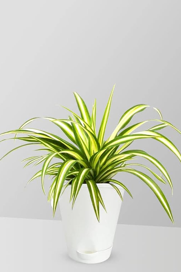 4.Spider-Plant.jpg 5