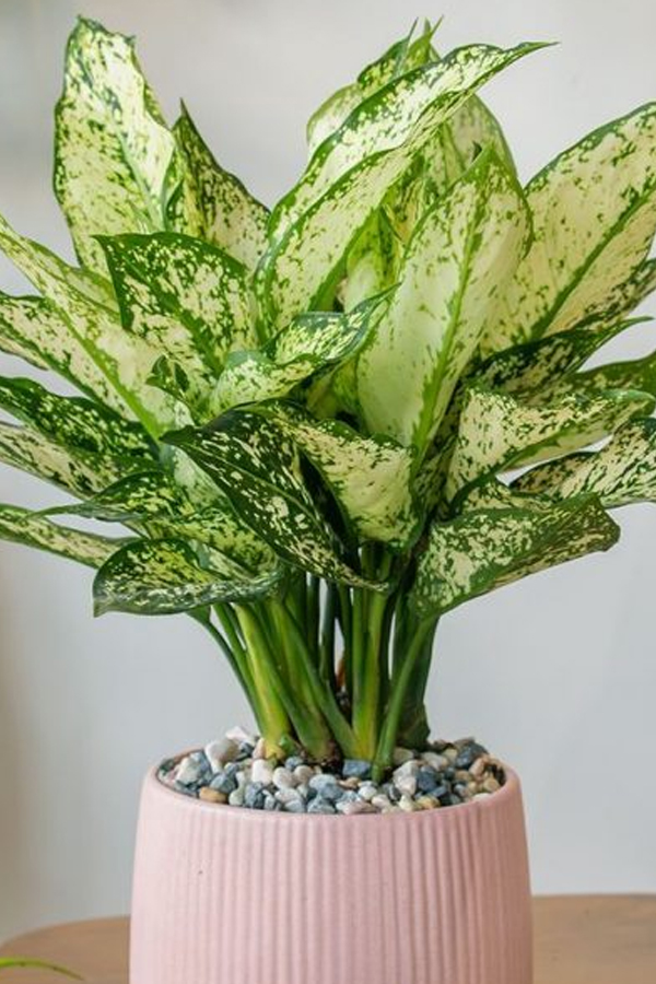 5.Chinese-Evergreen.jpg 6