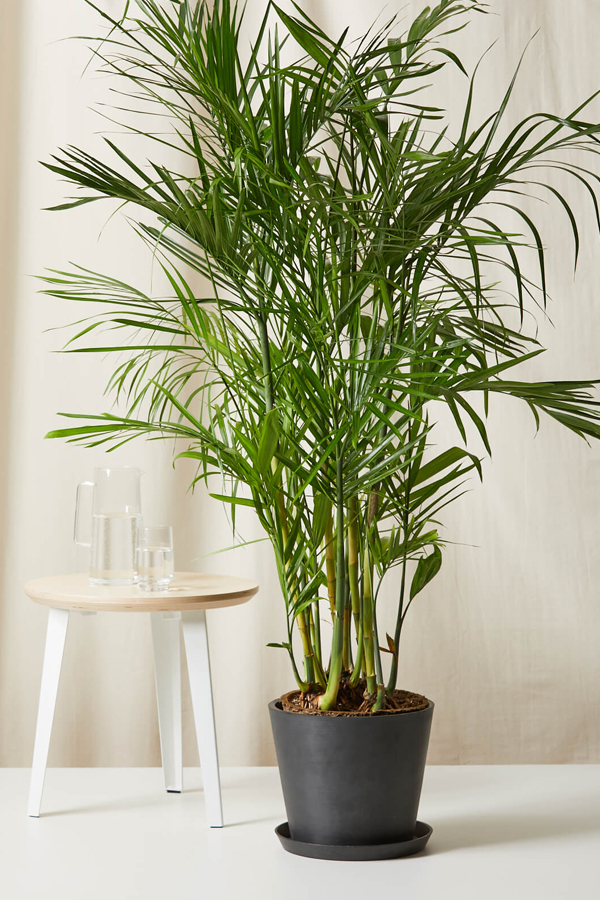 6.Bamboo-Palm.jpg 7