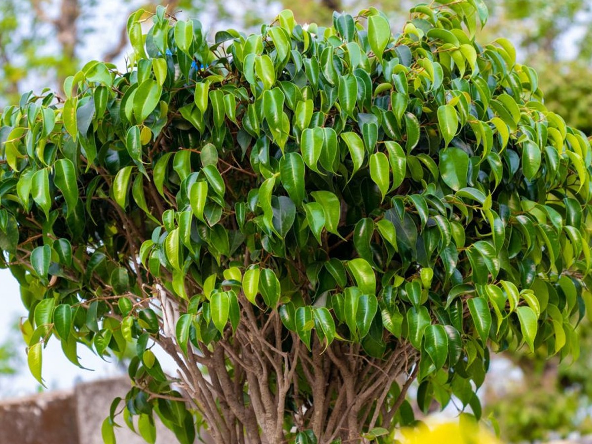 7.Weeping-Fig.jpg 8