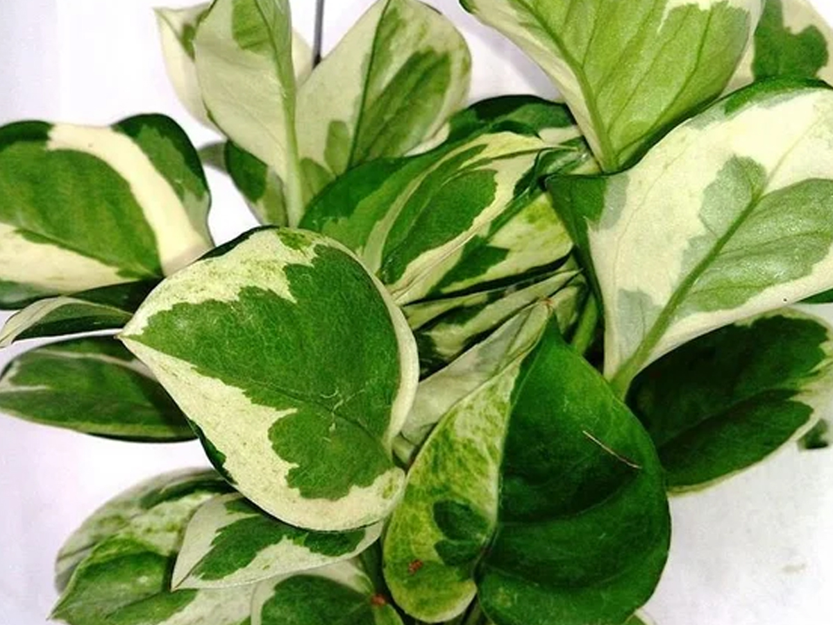 8.Devil_26_23039_3Bs-Ivy.jpg 9