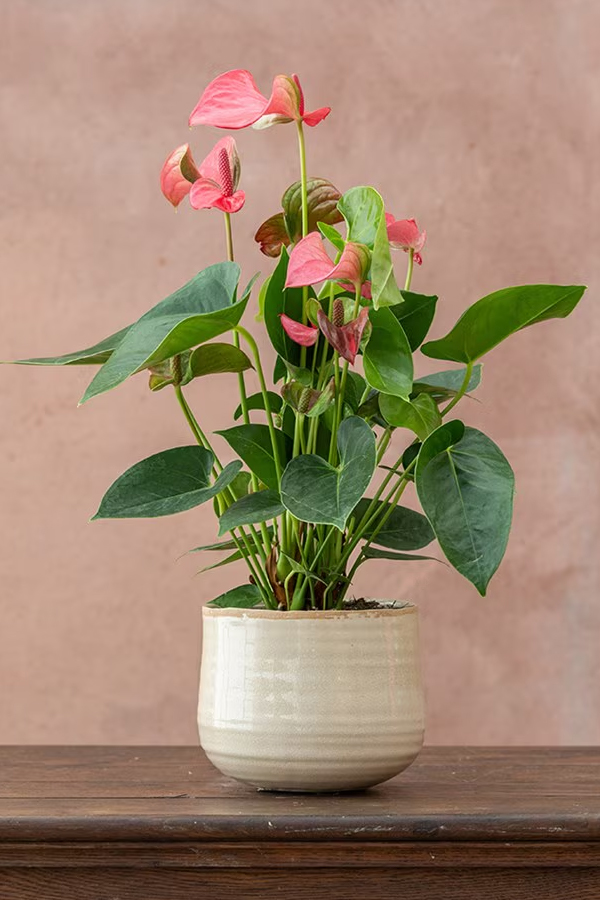 9.Flamingo-Lily.jpg 10