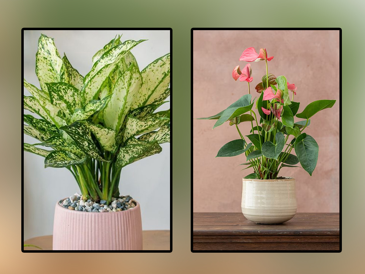 In-Door-Plants.jpg 1