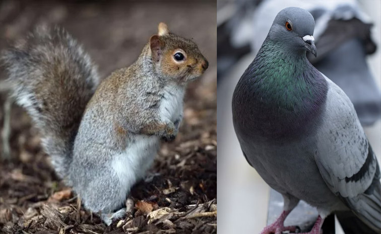 birds.jpg