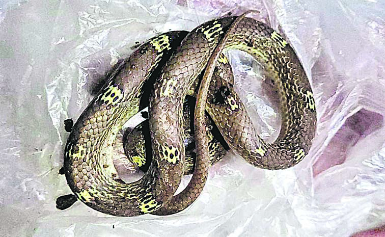 snake_0.jpg