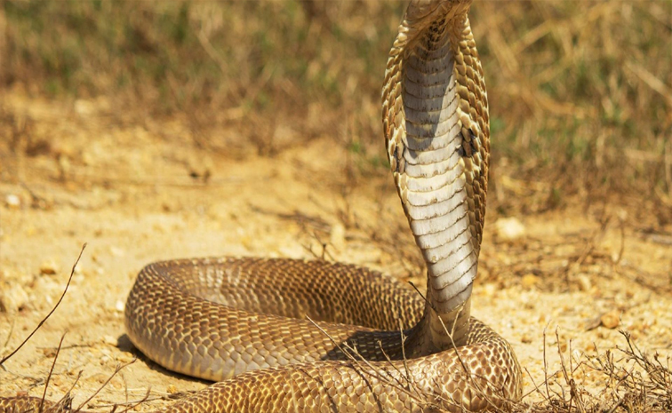 snakes.jpg