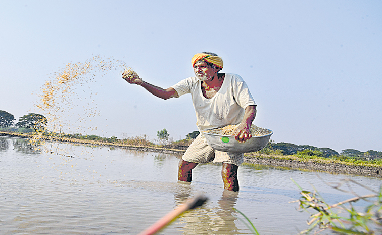 Farmer-Sprinkling-sprouted-.jpg
