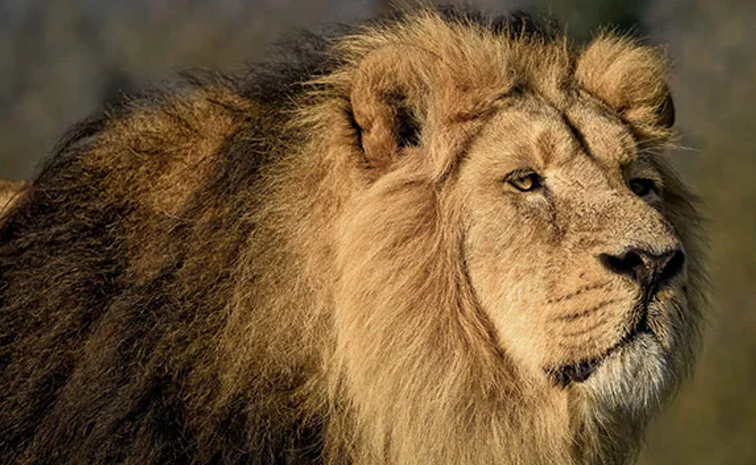 Lion.jpg