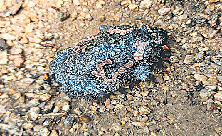 frog.jpg