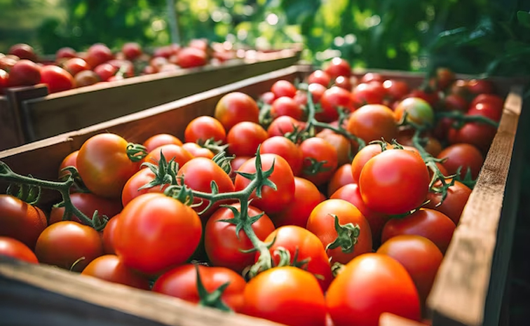 tomato-price-hike.jpg