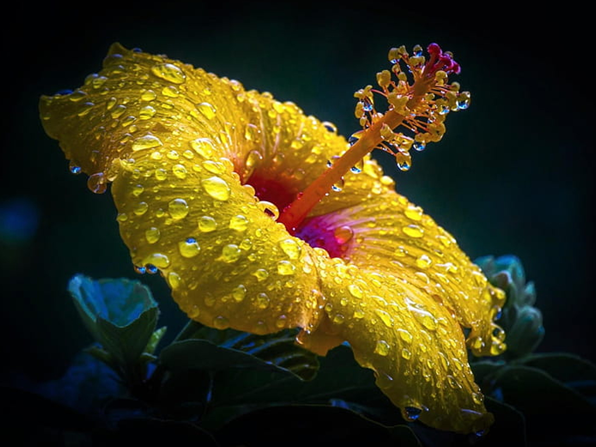 1.Hibiscus.jpg 2