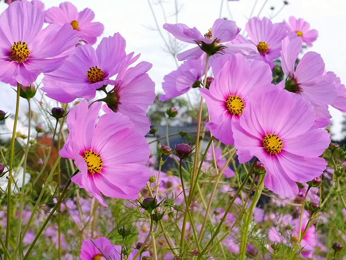 10.Cosmos.jpg 11
