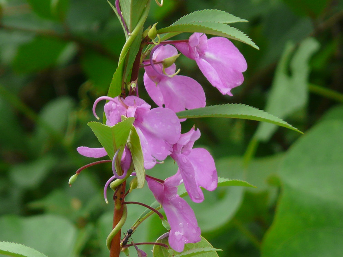 11.Balsam.jpg 12