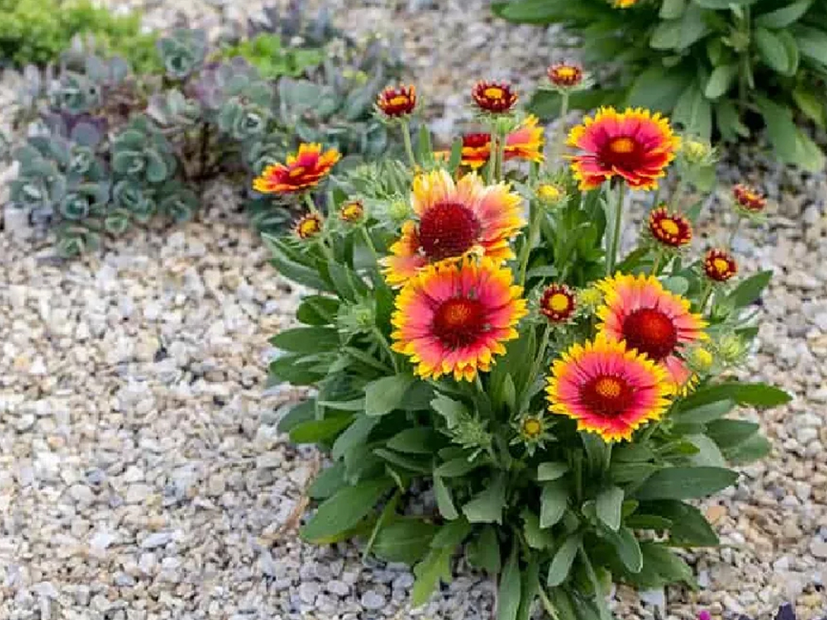 12.Gaillardia.jpg 13
