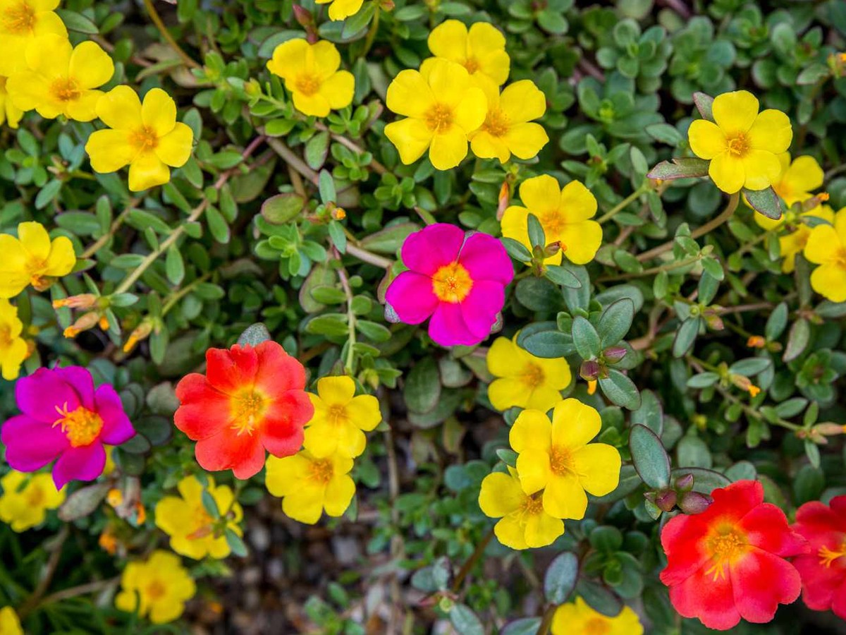 13.Portulaca.jpg 14
