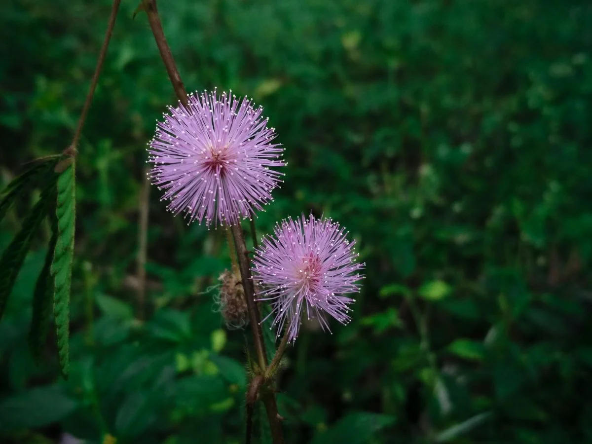 14.Touch-Me-Not__28Mimosa_20Pudica_29.jpg 15