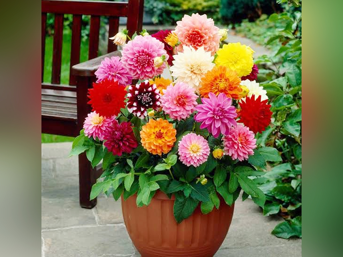 15.Dahlia.jpg 16
