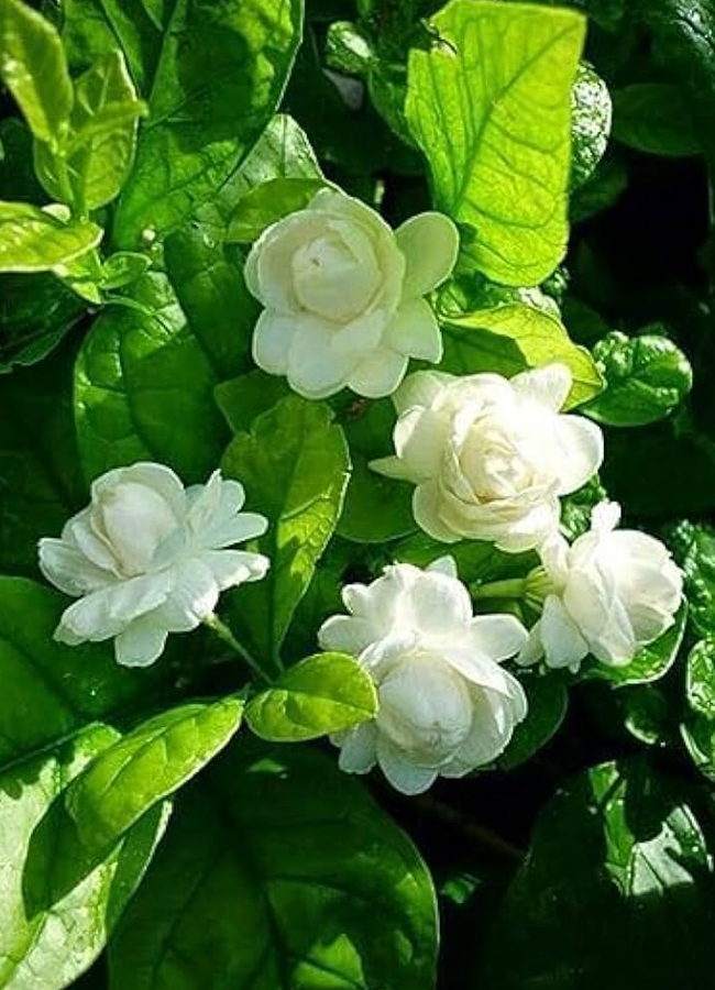 16.Jasmine.jpg 17