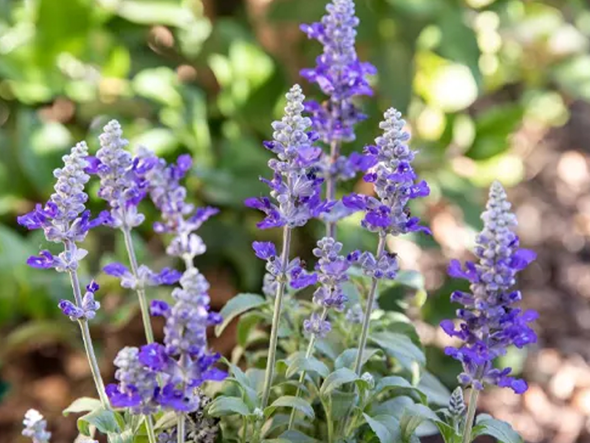 17.Salvia.jpg 18