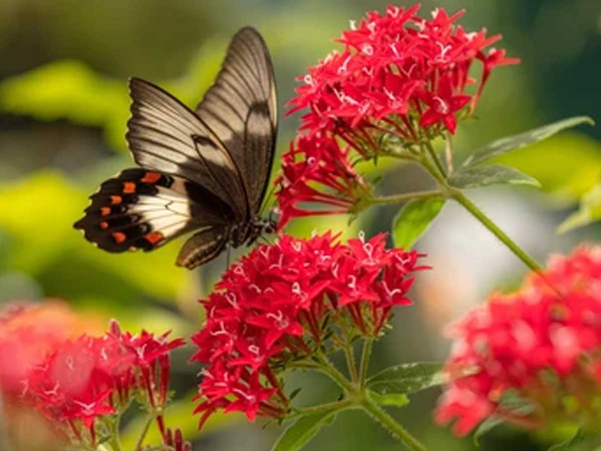 18.Pentas.jpg 19