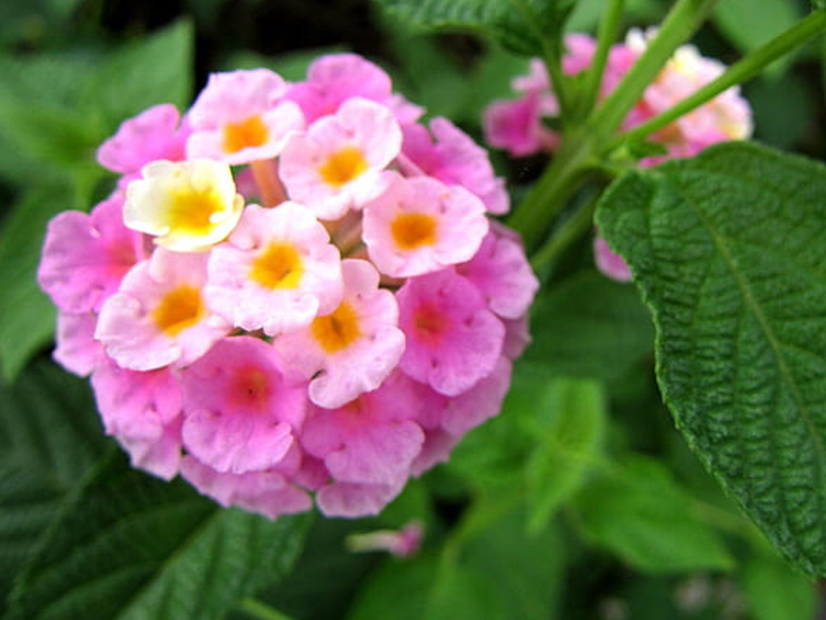 19.Lantana.jpg 20