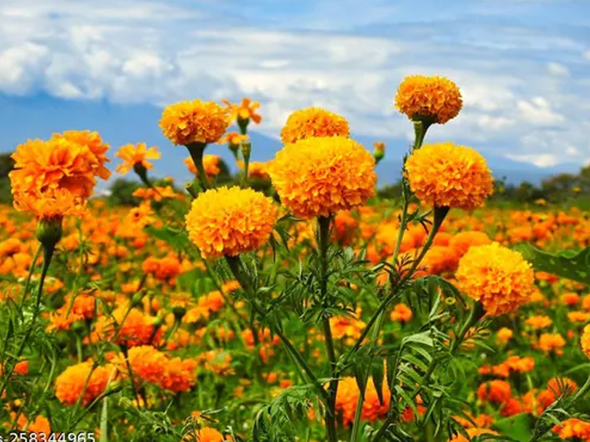 2.Marigold.jpg 3