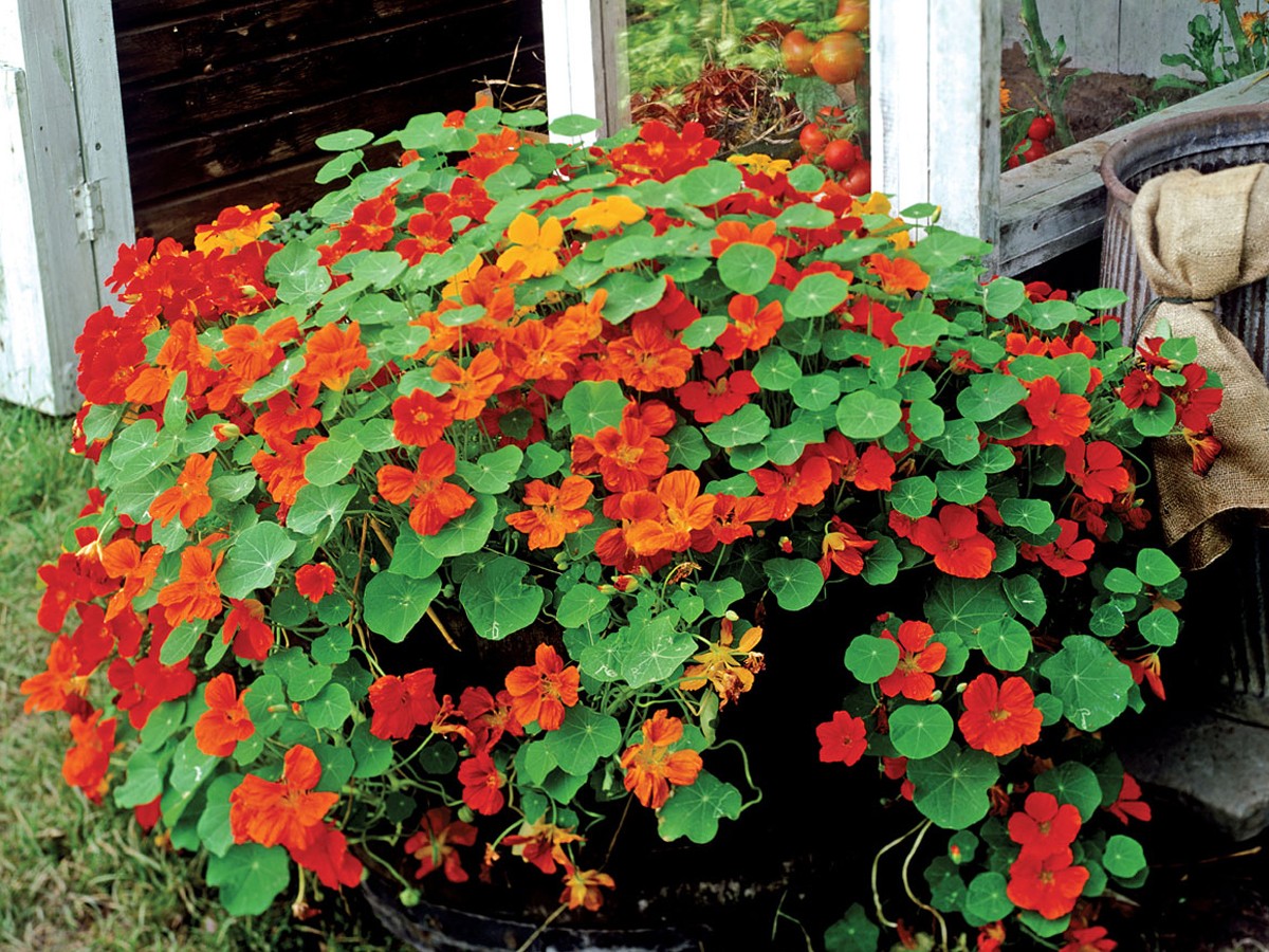 20.Nasturtium.jpg 21