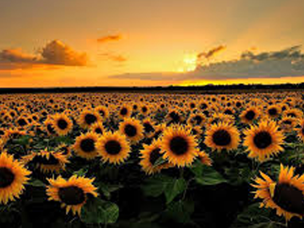 3.Sunflower.jpg 4
