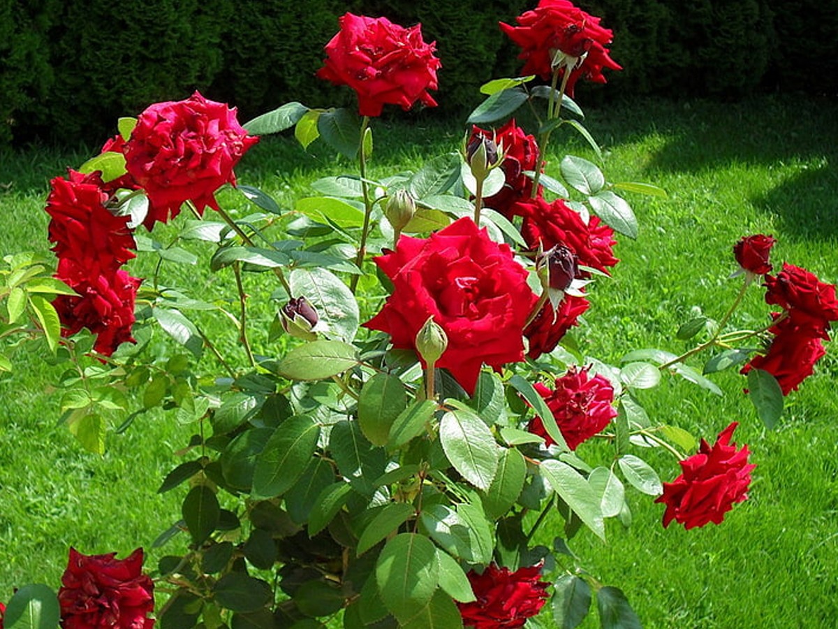 4.Roses_.jpg 5
