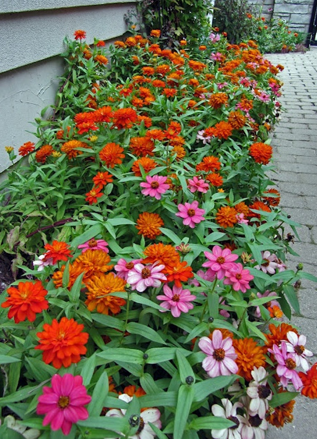 5.Zinnia.jpg 6