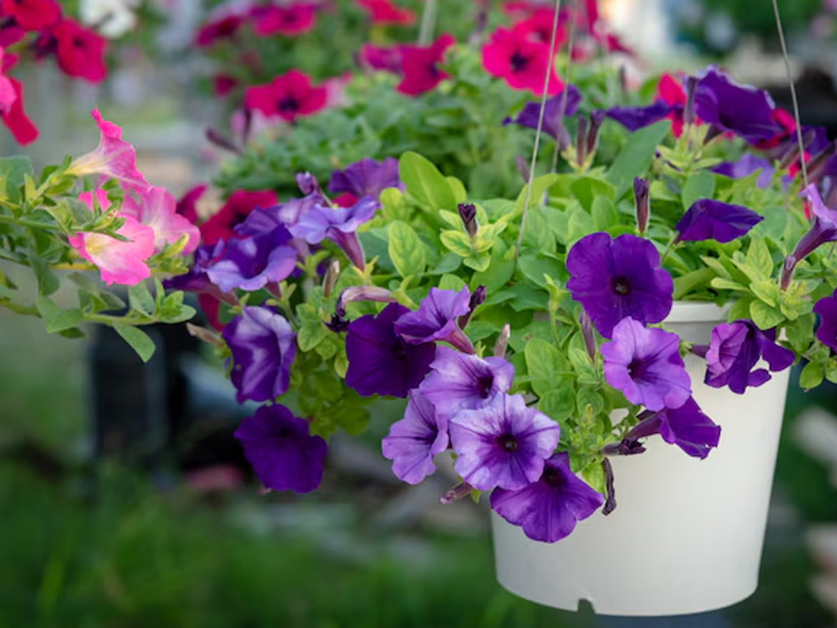 6.Petunia.jpg 7