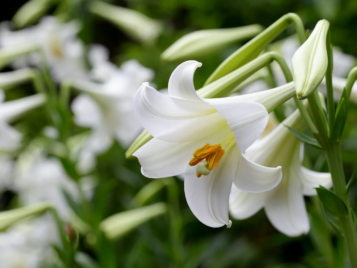 7.Lilies.jpg 8