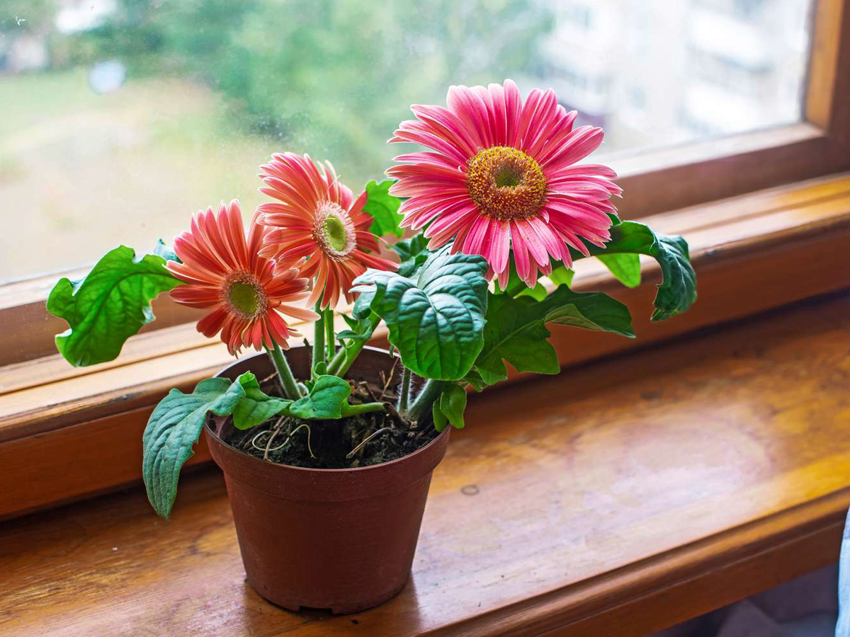 8.Gerbera.jpg 9