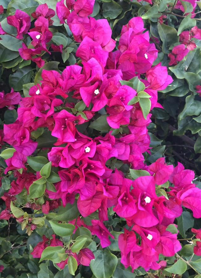 9.Bougainvillea.jpg 10