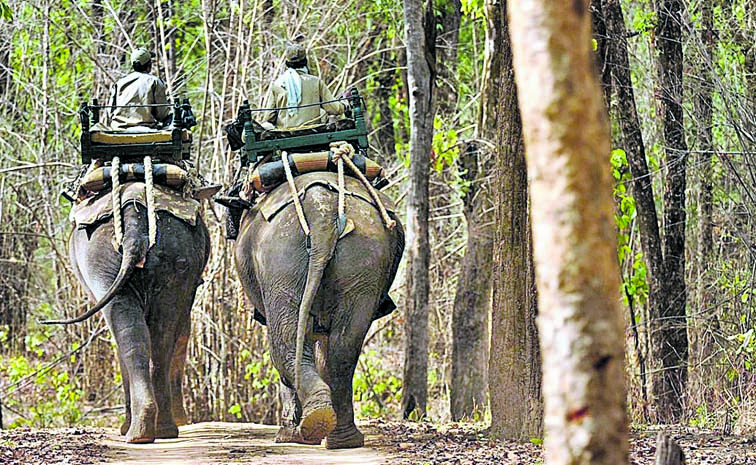 CAMP_20ELEPHANTS.jpg